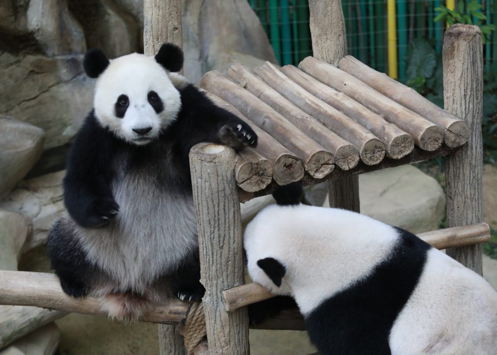 独家 | 养大熊猫没盈利!空调费4万令吉 租借费100万美金