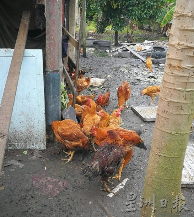 猪肉价高企减买 改购统制品肉鸡