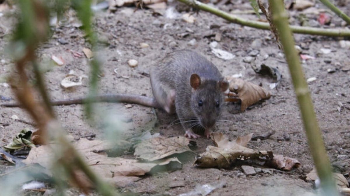 纽约高薪聘“老鼠沙皇”治鼠患,年薪15万美元