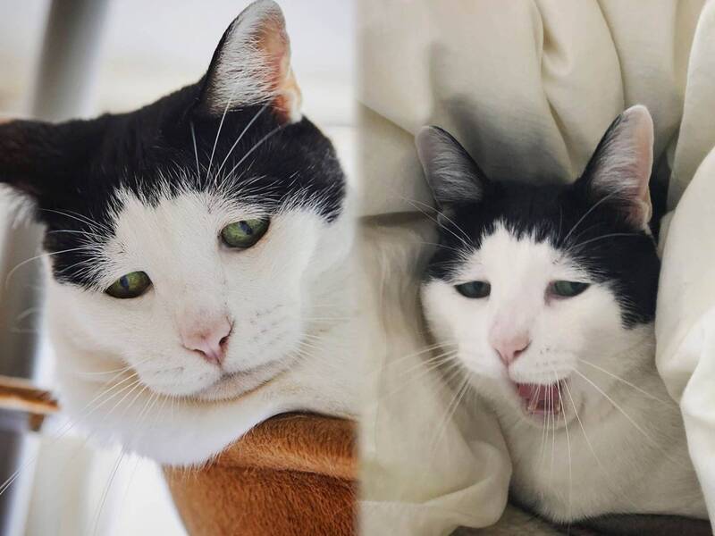 脸上厌世感MAX的喵皇!社畜悲鸣︰好像准备收假的我