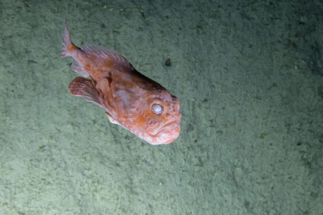 英组织推全球海洋生物普查 目标找出10万新物种