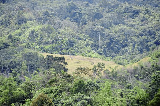 蔡羽／世纪米荒的挑战