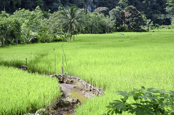 蔡羽／世纪米荒的挑战