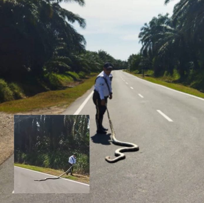 视频|交警路中央徒手抓蟒蛇 网民:好勇!