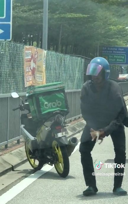 视频|送餐小哥好心救路中央小猫  小猫竟折返找他！