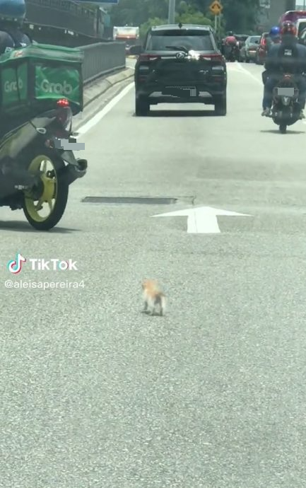   视频|送餐小哥好心救路中央小猫  小猫竟折返找他！