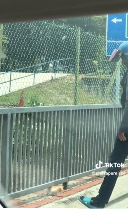 视频|送餐小哥好心救路中央小猫  小猫竟折返找他！