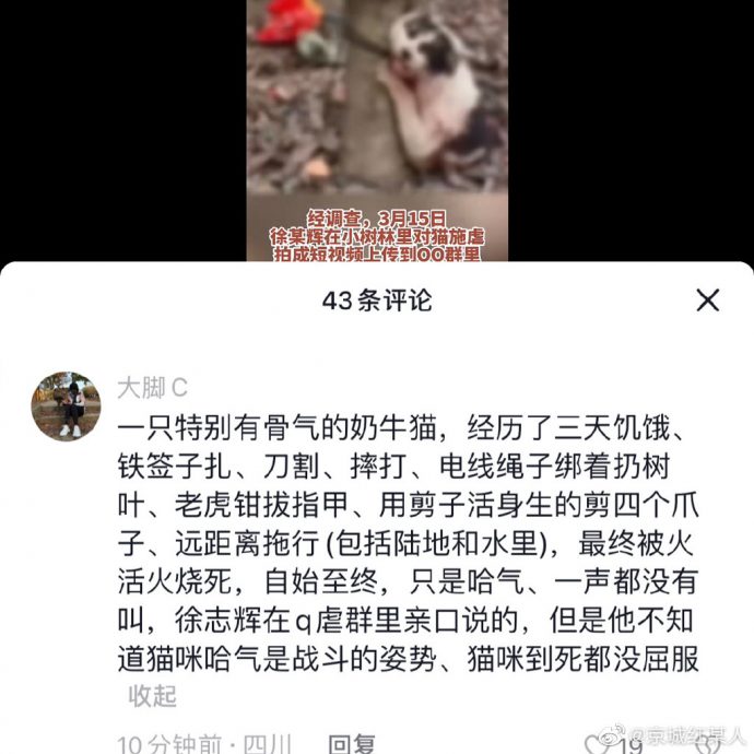 近50万粉丝网红拍片虐猫 拔指甲刺铁针手段残忍