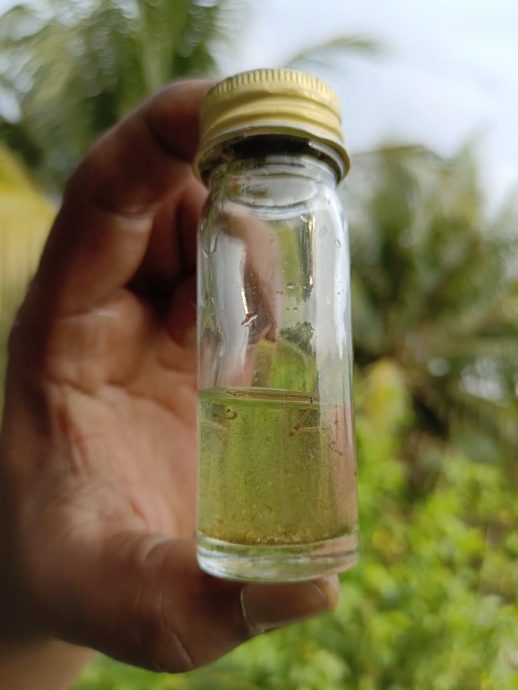 近打疫区增 扩散范围广 霹骨痛热症单周首破百