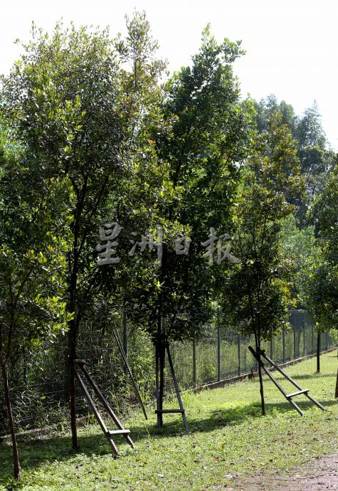 霹:封底主文/获首相颁大红花景观奖 翠林城生态公园1鸟语花香顺应自然