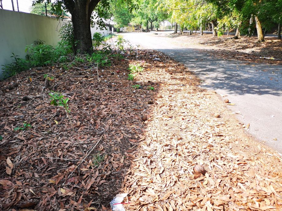 (古城3主文)5年来没定期除草清渠,武吉南眉工业区杂草丛生、满地枯叶,厂商怨有如被遗弃的“弃婴”