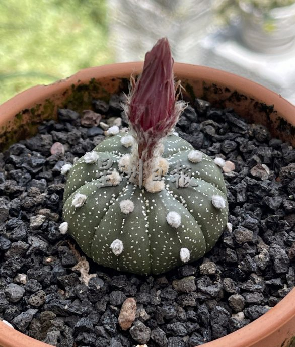 （古城封底主文）【带你去找爱】：多肉植物的爱
