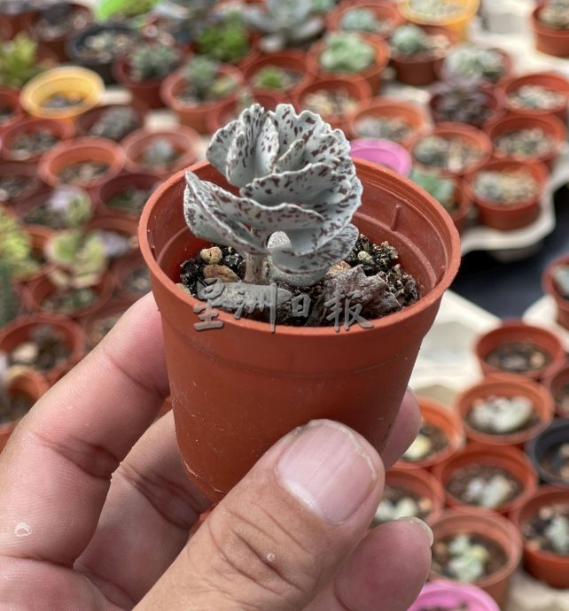 （古城封底主文）【带你去找爱】：多肉植物的爱