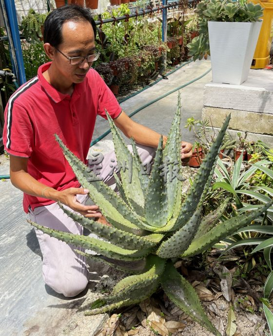 （古城封底主文）【带你去找爱】：多肉植物的爱