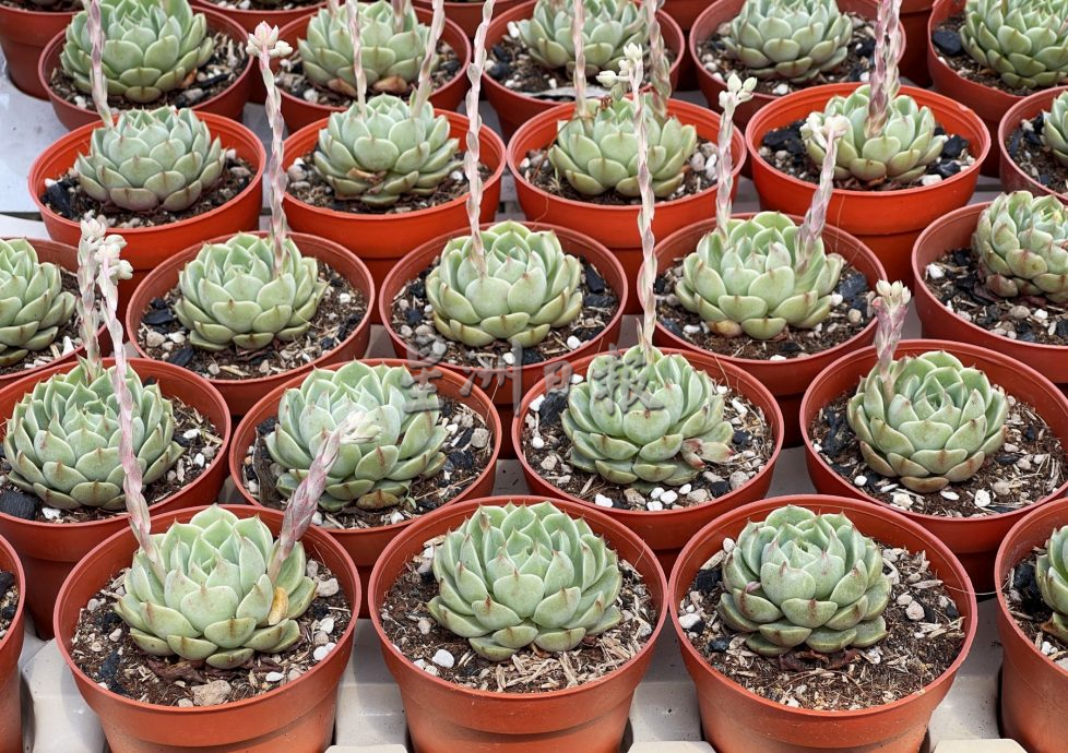 （古城封底主文）【带你去找爱】：多肉植物的爱