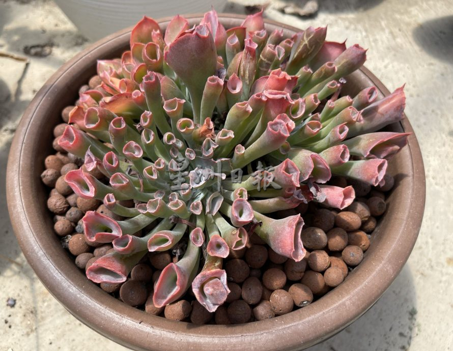 （古城封底主文）【带你去找爱】：多肉植物的爱