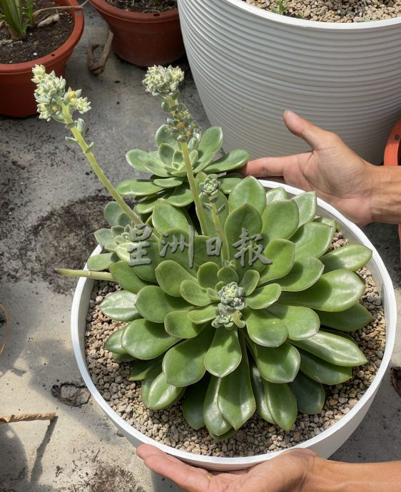（古城封底主文）【带你去找爱】：多肉植物的爱