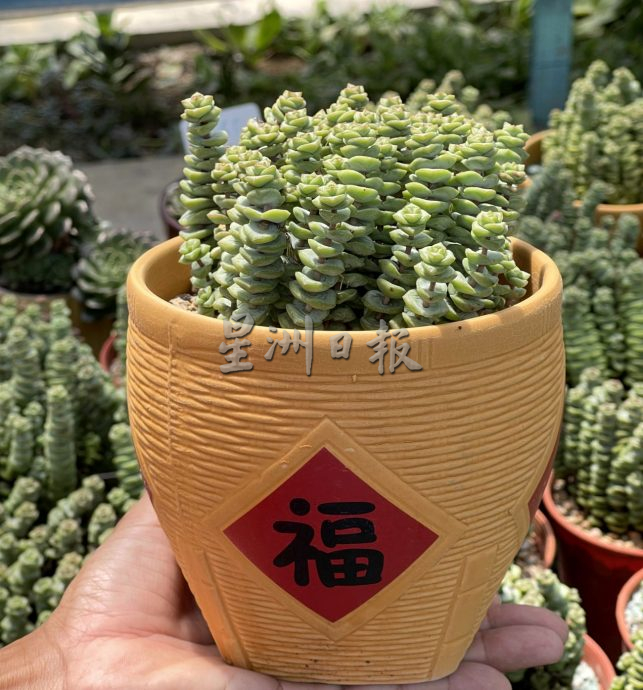 （古城封底主文）【带你去找爱】：多肉植物的爱