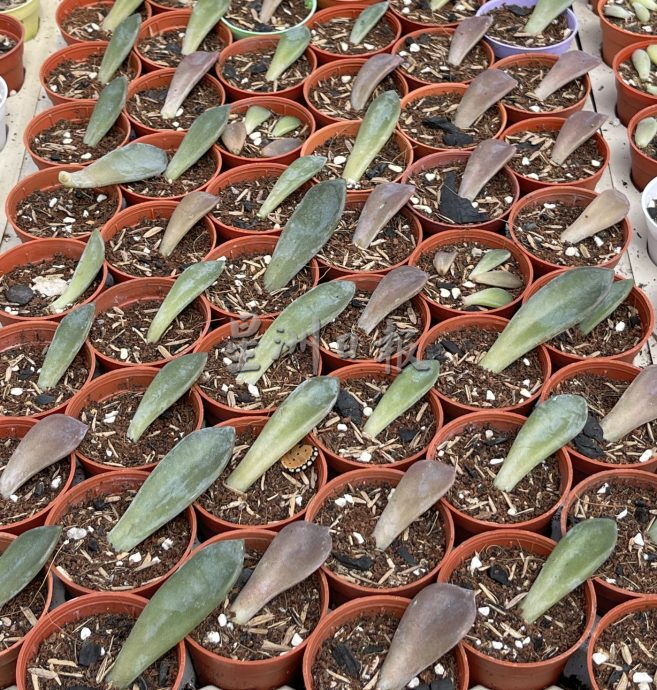 （古城封底主文）【带你去找爱】：多肉植物的爱