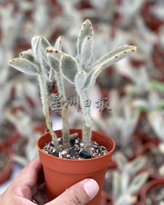（古城封底主文）【带你去找爱】：多肉植物的爱