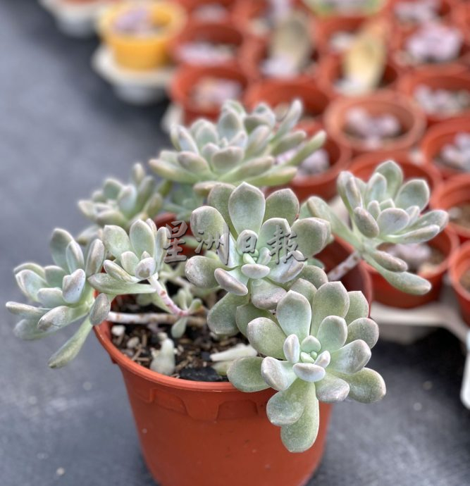 （古城封底主文）【带你去找爱】：多肉植物的爱