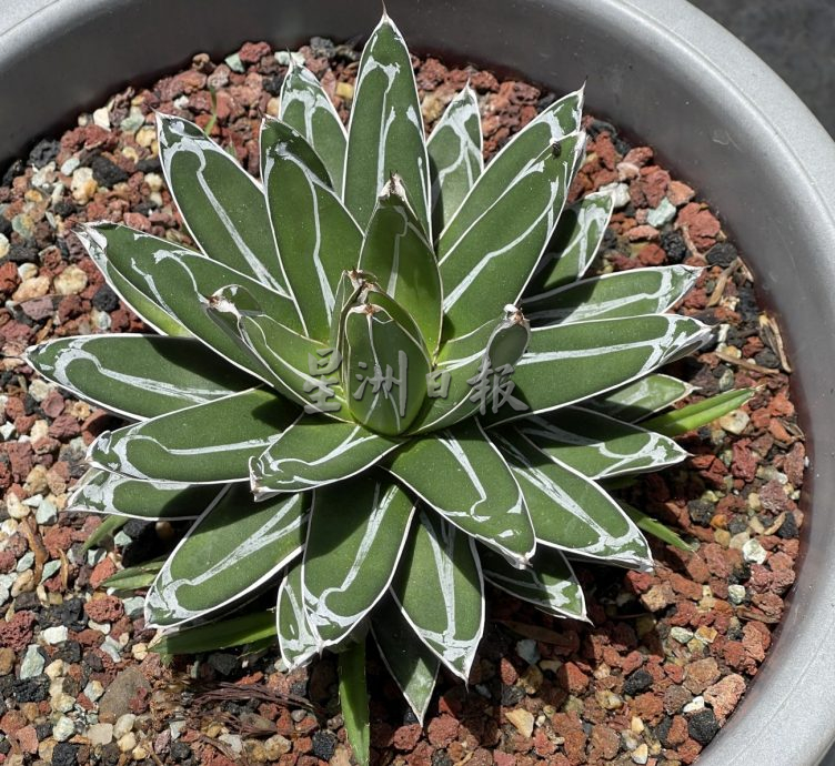 （古城封底主文）【带你去找爱】：多肉植物的爱