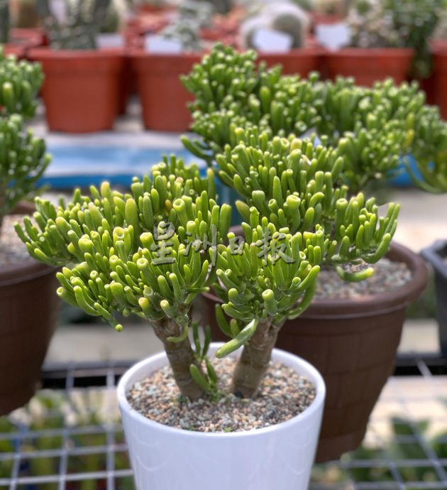 （古城封底主文）【带你去找爱】：多肉植物的爱