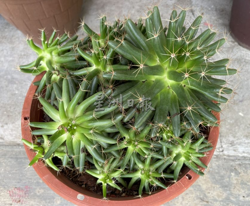 （古城封底主文）【带你去找爱】：多肉植物的爱