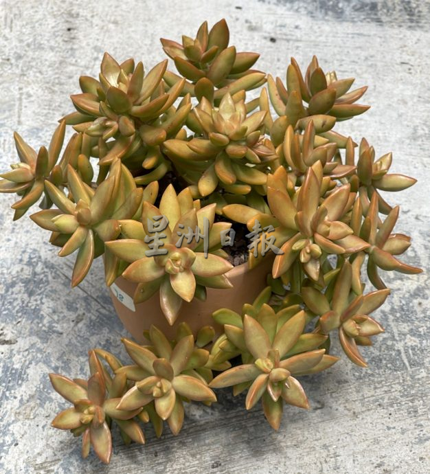 （古城封底主文）【带你去找爱】：多肉植物的爱