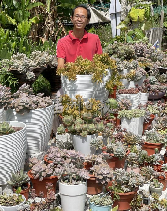 (古城封底主文)【带你去找爱】:多肉植物的爱