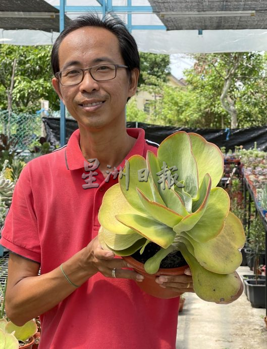 （古城封底主文）【带你去找爱】：多肉植物的爱