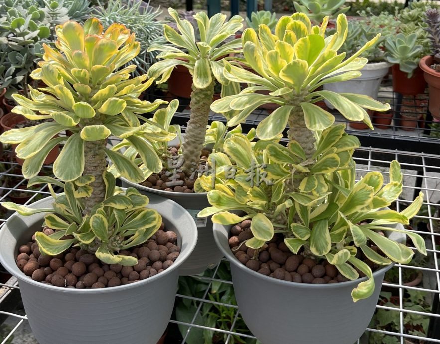 (古城封底主文)【带你去找爱】:多肉植物的爱