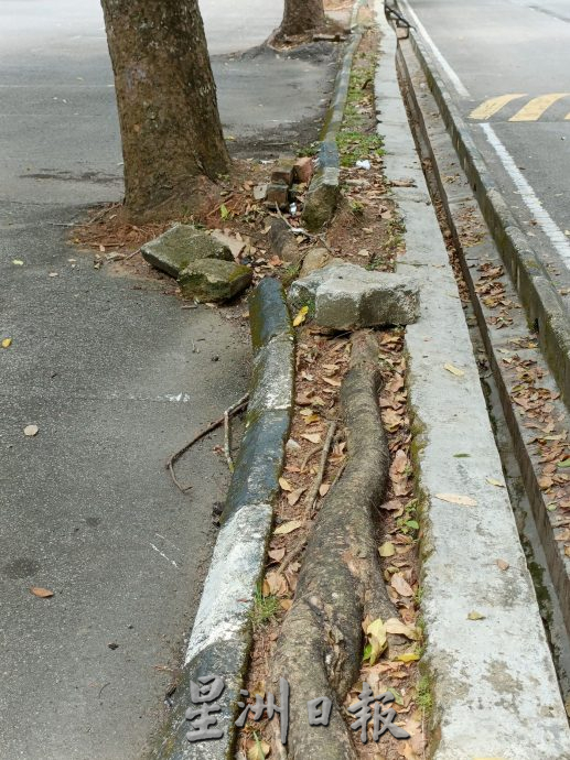 （古城封面主文）植物园停车场大树破坏基设·枝桠掉落 树倒无声