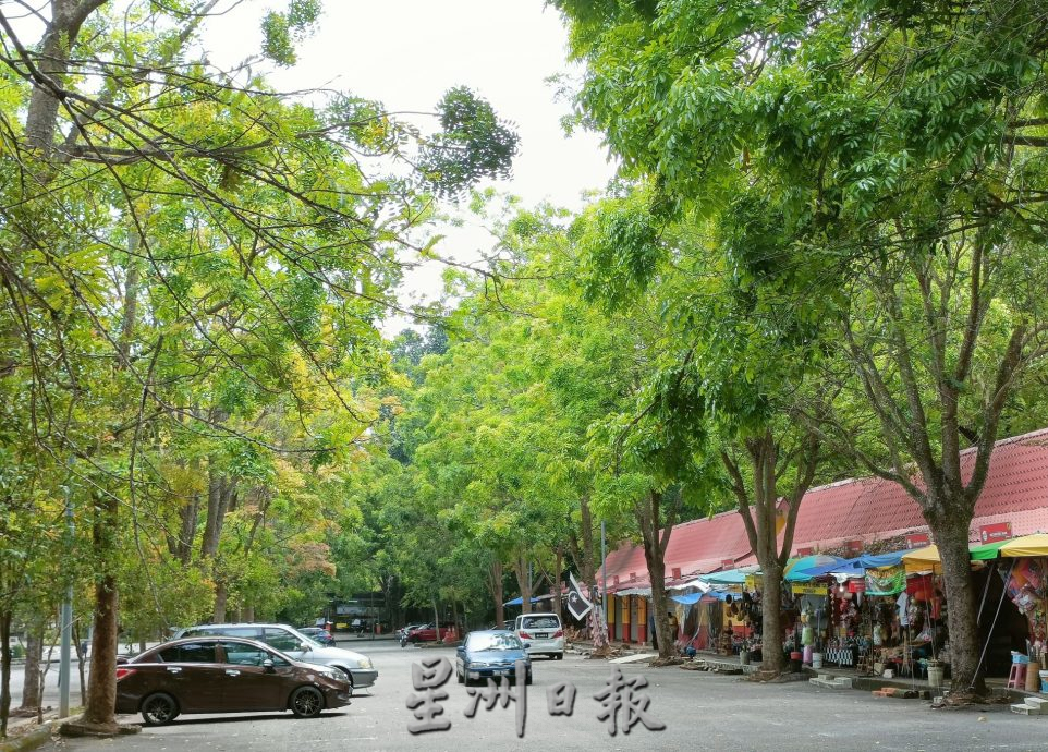 (古城封面主文)植物园停车场大树破坏基设·枝桠掉落 树倒无声