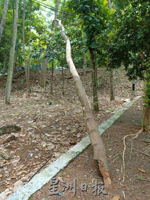 (古城封面主文)植物园停车场大树破坏基设·枝桠掉落 树倒无声