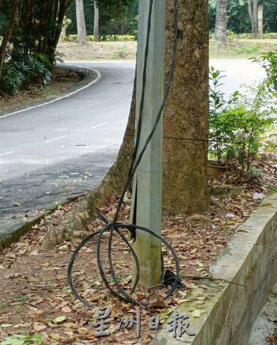 (古城封面主文)植物园停车场大树破坏基设·枝桠掉落 树倒无声