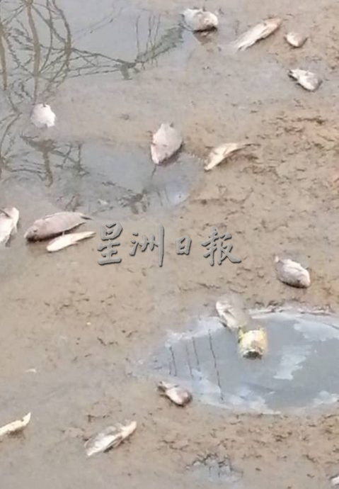 涨潮导致海水倒灌 上千死鱼漂浮甲河面
