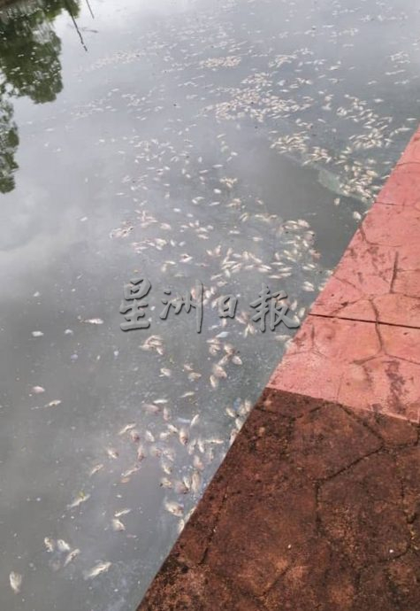 涨潮导致海水倒灌 上千死鱼漂浮甲河面