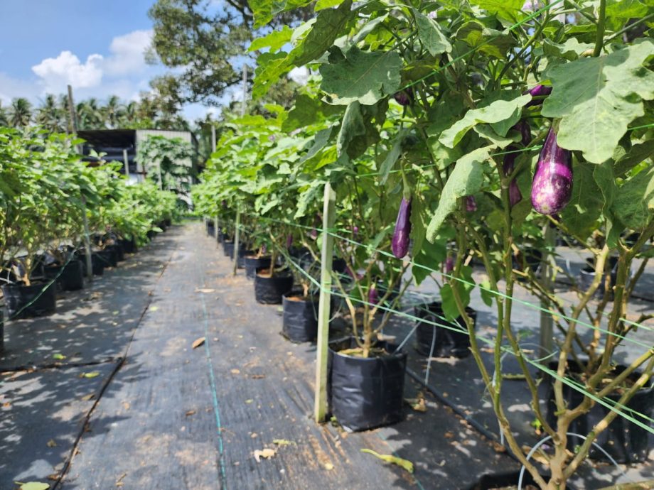 （古城封面主文）蔬菜过剩烂价、假期巴刹没开，菜农倒掉过剩蔬菜、砍掉重种并期望下一波好价格