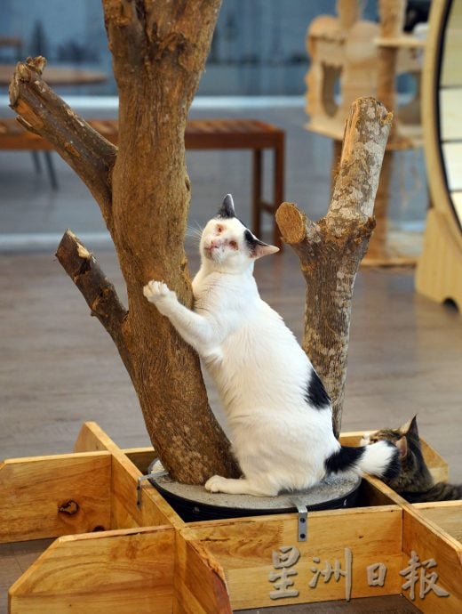 （古城第二版主文）爱猫人士10年来饲养80流浪猫，希望带出勿弃养信息给社会