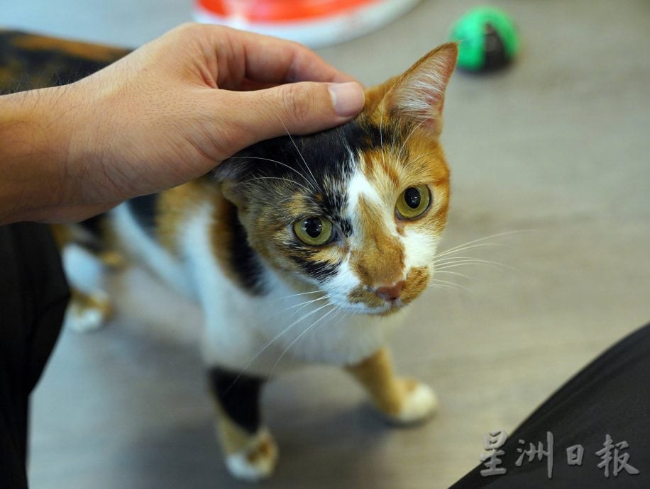 （古城第二版主文）爱猫人士10年来饲养80流浪猫，希望带出勿弃养信息给社会