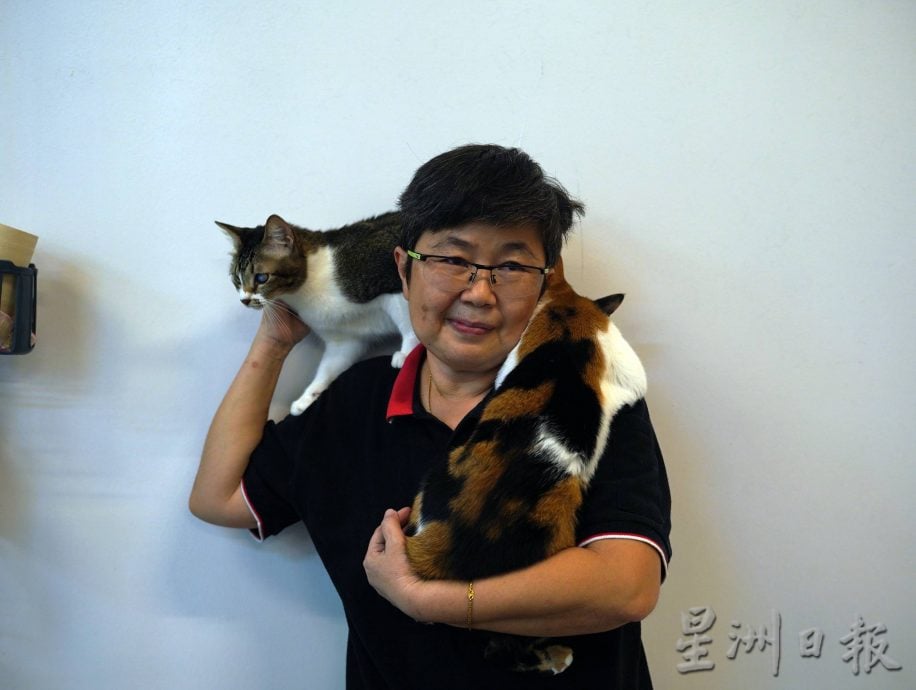 （古城第二版主文）爱猫人士10年来饲养80流浪猫，希望带出勿弃养信息给社会