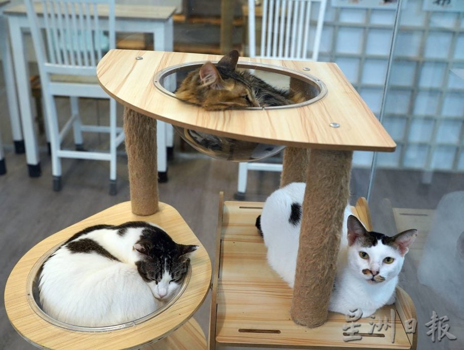 （古城第二版主文）爱猫人士10年来饲养80流浪猫，希望带出勿弃养信息给社会