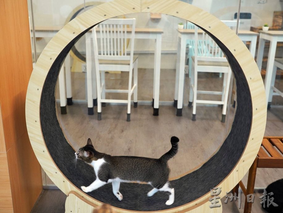 （古城第二版主文）爱猫人士10年来饲养80流浪猫，希望带出勿弃养信息给社会