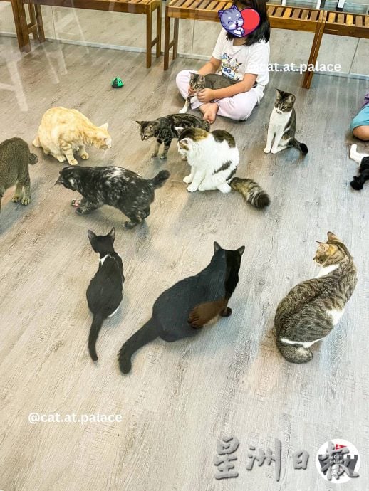 （古城第二版主文）爱猫人士10年来饲养80流浪猫，希望带出勿弃养信息给社会