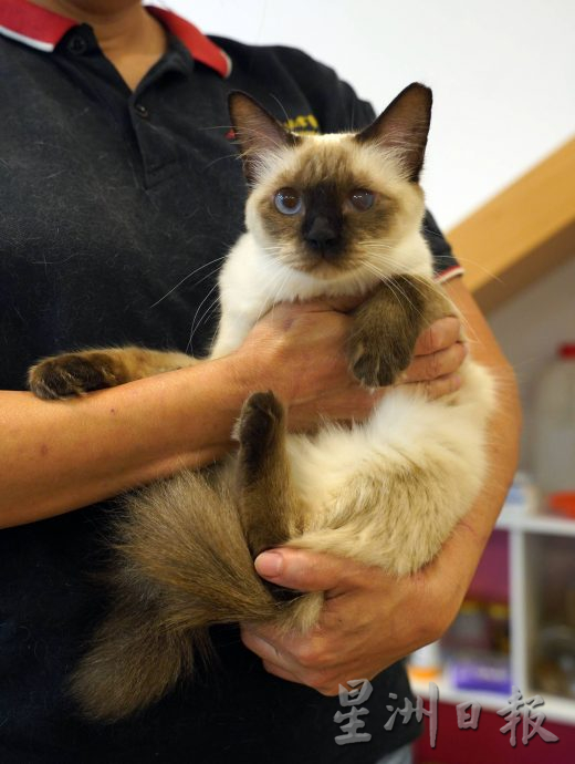 （古城第二版主文）爱猫人士10年来饲养80流浪猫，希望带出勿弃养信息给社会