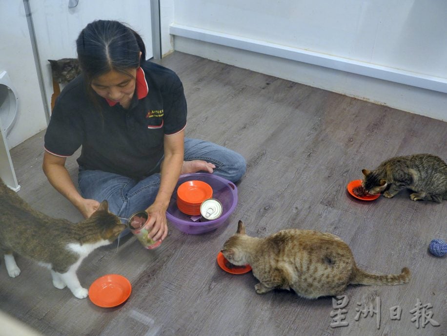 （古城第二版主文）爱猫人士10年来饲养80流浪猫，希望带出勿弃养信息给社会