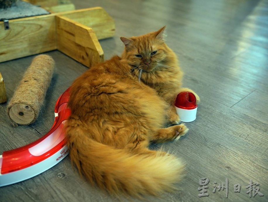 (古城第二版主文)爱猫人士10年来饲养80流浪猫,希望带出勿弃养信息给社会