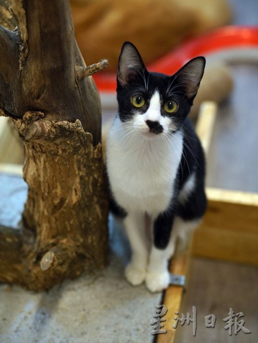 (古城第二版主文)爱猫人士10年来饲养80流浪猫,希望带出勿弃养信息给社会