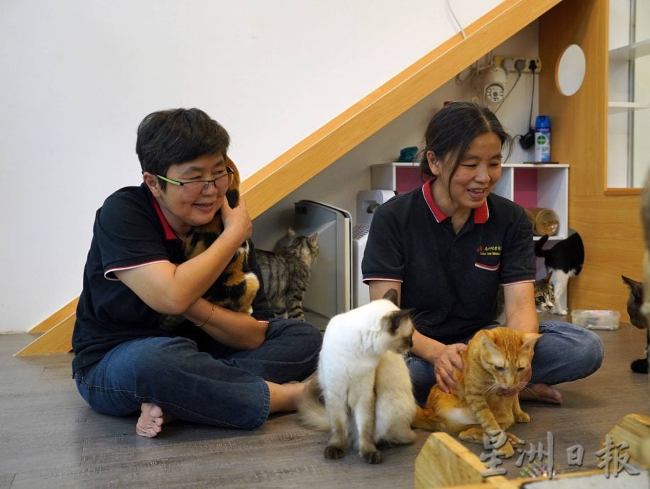 (古城第二版主文)爱猫人士10年来饲养80流浪猫,希望带出勿弃养信息给社会